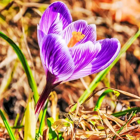 Central-2 By Interhome