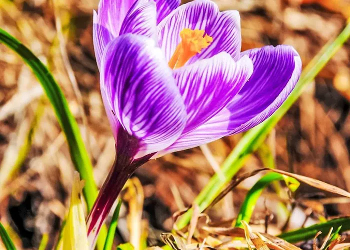 Central-2 By Interhome